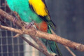 Hooded-Parrot-Psephotus-dissimilis-1-Male-Kyabram-Fauna-Park-VIC