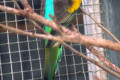 Hooded-Parrot-Psephotus-dissimilis-2-Male-Kyabram-Fauna-Park-VIC