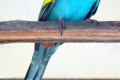 Hooded-Parrot-Psephotus-dissimilis-Male-Ballarat-Bird-World-VIC