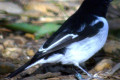 Hooded-Robin-Melanodryas-cucullata-Male-1-Melb-Zoo-VIC