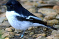 Hooded-Robin-Melanodryas-cucullata-Male-2-Melb-Zoo-VIC