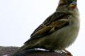 House-Sparrow-Passer-domesticus