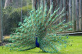 Indian-Peafowl-Blue-Peafowl-Common-Peafowl-Pavo-cristatus-Peacock-5-Natureworld-Bicheno-TAS