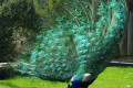 Indian-Peafowl-Blue-Peafowl-Common-Peafowl-Pavo-cristatus-Peacock-6-Natureworld-Bicheno-TAS