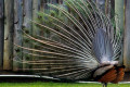 Indian-Peafowl-Blue-Peafowl-Common-Peafowl-Pavo-cristatus-Peacock-7-Natureworld-Bicheno-TAS