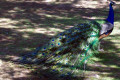 Indian-Peafowl-Common-Peafowl-Blue-Peafowl-Pavo-cristatus-Peacock-14-Tasmania-Zoo