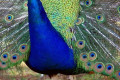 Indian-Peafowl-Common-Peafowl-Blue-Peafowl-Pavo-cristatus-Peacock-body-Tasmania-Zoo