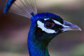 Indian-Peafowl-Common-Peafowl-Blue-Peafowl-Pavo-cristatus-Peacock-head-2-Tasmania-Zoo