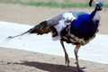 Indian-Peafowl-Common-Peafowl-Blue-Peafowl-Pavo-cristatus-Young-Peacock-16-Zoo-Doo-TAS