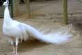 Indian-Peafowl-White-Peafowl-Pavo-cristatus-White-Peacock-1-Natureworld-Bicheno-TAS