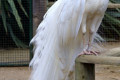 Indian-Peafowl-White-Peafowl-Pavo-cristatus-White-Peacock-4-Natureworld-Bicheno-TAS