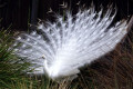 Indian-Peafowl-White-Peafowl-Pavo-cristatus-White-Peacock-5-Natureworld-Bicheno-TAS