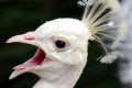 Indian-Peafowl-White-Peafowl-Pavo-cristatus-White-Peacock-head-Natureworld-Bicheno-TAS