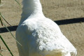 Indian-Peafowl-White-Peafowl-Pavo-cristatus-White-Peahen-1-Natureworld-Bicheno-TAS