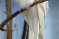 Indian-Ring-neck-Parakeet-Psittacula-krameri-Albino-2-Zoo-Doo-TAS