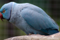 Indian-Ring-neck-Parakeet-Psittacula-krameri-Blue-Mutation-5-Natureworld-Bicheno-TAS