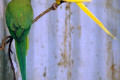 Indian-Ring-neck-Parakeet-Psittacula-krameri-Green-and-Lutino-pair-with-cockatiels-Zoo-Doo-TAS