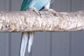 Indian-Ring-neck-Parakeet-Psittacula-krameri-Powder-Blue-Mutation-Tasmania-Zoo