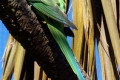 Indian-Ring-neck-Parakeet-Psittacula-krameri-normal-Green-Male-Natureworld-Bicheno-TAS