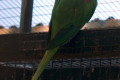 Indian-Ringneck-Parakeet-Indian-Ringneck-Parrot-Rose-ringed-Parrot-Psittacula-krameri-manillensis-male-1-Wellington-NSW