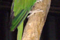 Indian-Ringneck-Parakeet-Indian-Ringneck-Parrot-Rose-ringed-Parrot-Psittacula-krameri-manillensis-male-2-Wellington-NSW