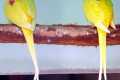 Indian-Ringneck-Parakeet-Psittacula-krameri-manillensis-Yellow-Indian-Ringneck-Lutino-Mutation-2-Ballarat-Bird-World-VIC