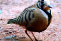 Inland-Dotterel-Charadrius-australis-1-Healesville-VIC