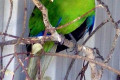 Kakariki-New-Zealand-Parakeet-Red-Crowned-Parakeets-Cyanoramphus-novaezelandiae-1-Tasmania-Zoo