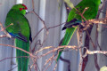 Kakariki-New-Zealand-Parakeet-Red-Crowned-Parakeets-Cyanoramphus-novaezelandiae-3-Tasmania-Zoo