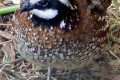 King-Quail-Blue-breasted-Quail-Coturnix-chinensis-2-Zoo-Doo-TAS