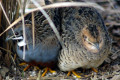 King-Quail-Coturnix-chinensis-Button-Quail-Chinese-Painted-Quail-1-Male-left-Female-right-Kyabram-Fauna-Park-VIC