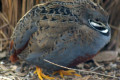 King-Quail-Coturnix-chinensis-Button-Quail-Chinese-Painted-Quail-2-Male-Kyabram-Fauna-Park-VIC