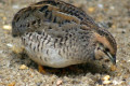 King-Quail-Coturnix-chinensis-Button-Quail-Chinese-Painted-Quail-3-Kyabram-Fauna-Park-VIC