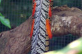 Lady-Amhersts-Pheasant-Chrysolophus-amherstiae-3-Melb-Zoo-VIC