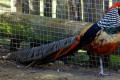 Lady-Amhersts-Pheasant-Ruffed-Pheasant-Chrysolophus-amherstiae-Male-Natureworld-Bicheno-TAS