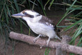 Laughing-Kookaburra-Australia-Zoo-QLD