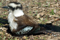 Laughing-Kookaburra-Dacelo-novaeguineae-4-Tasmania-Zoo