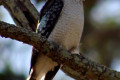 Laughing-Kookaburra-Dacelo-novaeguineae-Buckleys-Hole-Bribie-Is-Qld