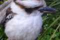 Laughing-Kookaburra-Dacelo-novaeguineae-juvenile-2-Natureworld-Bicheno-TAS