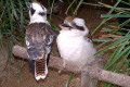 Laughing-Kookaburras-Australia-Zoo-QLD