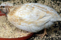 Little-Button-quail-Turnix-velox-Caramel-Button-Quail-Natureworld-Bicheno-TAS