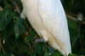 Little-Corella-Cacatua-sanguinea-Bare-eyed-Cockatoo-1-The-Jetty-Bribie-Is-Qld