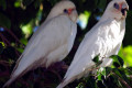 Little-Corella-Cacatua-sanguinea-Bare-eyed-Cockatoo-2-The-Jetty-Bribie-Is-Qld