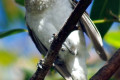 Little-Friarbird-Philemon-citreogularis-1-Bribie-Is-Qld