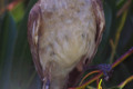 Little-Friarbird-Philemon-citreogularis-1-Dubbo-NSW