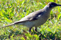 Little-Friarbird-Philemon-citreogularis-2-Bribie-Is-Qld