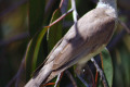 Little-Friarbird-Philemon-citreogularis-2-Dubbo-NSW