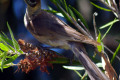 Little-Friarbird-Philemon-citreogularis-3-Dubbo-NSW