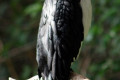 Little-Pied-Cormorant-Phalacrocorax-melanoleucos-1-Melb-Zoo-VIC