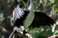 Little-Pied-Cormorant-Phalacrocorax-melanoleucos-2-Melb-Zoo-VIC